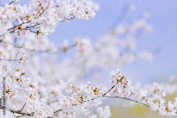 Obraz 見頃を迎えた満開の桜