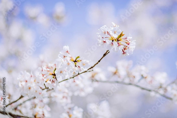 Obraz 見頃を迎えた染井吉野のクローズアップ