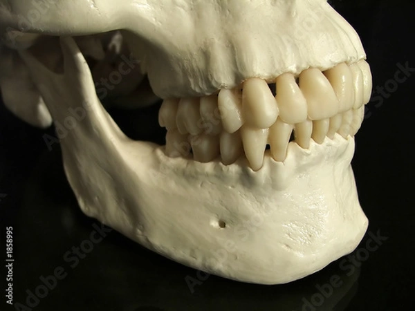 Obraz dental occlusion