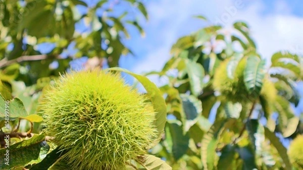 Obraz 秋の青空と枝に実る青いいが栗