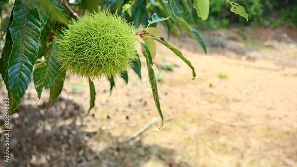 Obraz 秋の風景 枝に実る青いいが栗