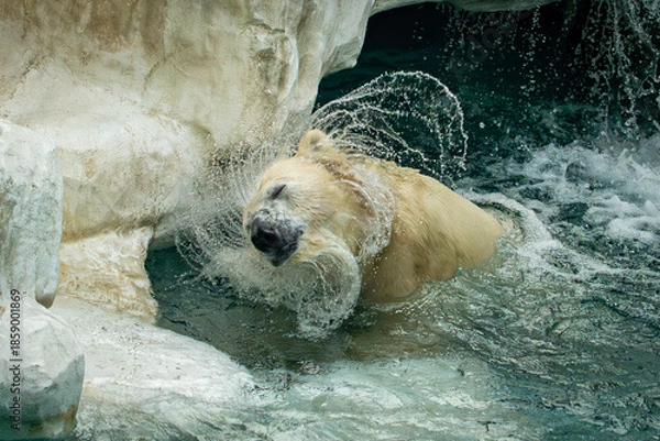 Obraz 水を切っているホッキョクグマ