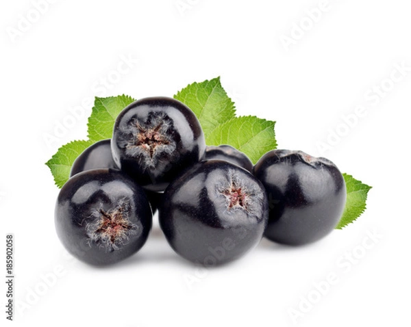 Obraz Chokeberry with leaves isolated on white background. Black aronia berries