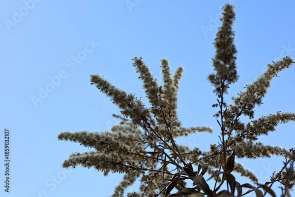 Obraz 青空に映える植物02