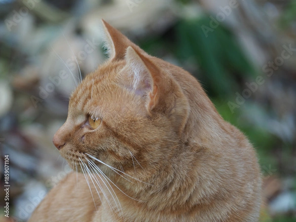 Obraz 自然　動物　かわいい　景色　散歩