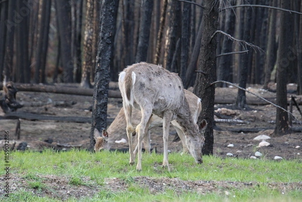 Obraz deers in the woods