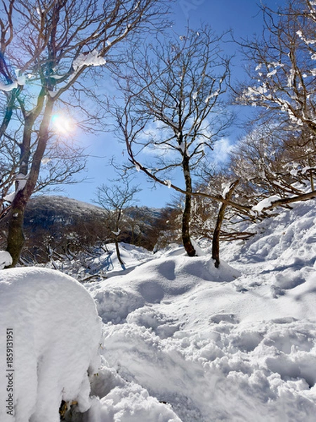 Obraz 御在所岳の裏道登山道七合目に広がる冬の雪景色と静かな森