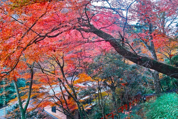 Obraz 京都市左京区、秋の紅葉シーズンの貴船神社、龍船閣から見た旅館街の紅葉の風景
