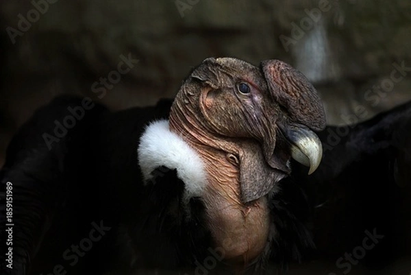 Obraz オスのアンデスコンドルの横顔のアップ