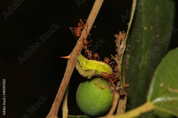 Obraz ant eat caterpillar