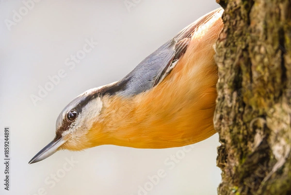 Obraz Kleiber hängend am Baumstamm 