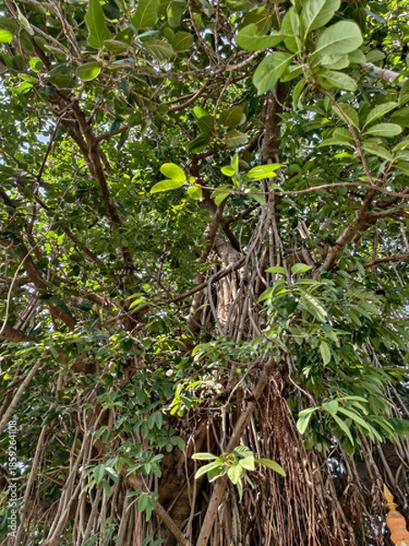 Obraz bird in the jungle