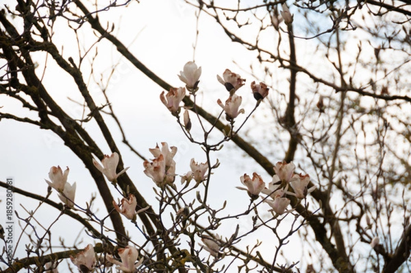 Obraz baum ast magnolie