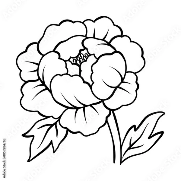 Obraz Elegant peony flower outline illustration, Vector hand drawn sketch design elements.