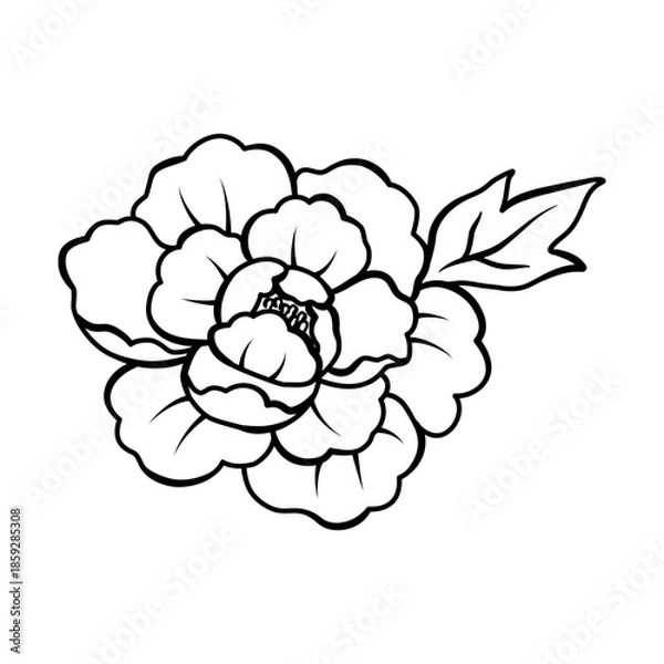 Obraz Elegant peony flower outline illustration, Vector hand drawn sketch design elements.