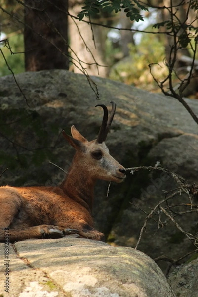 Obraz Parc Animalier les Angles
