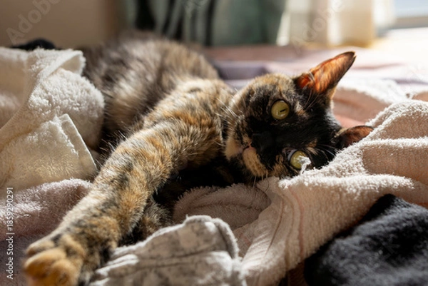 Fototapeta サビ猫