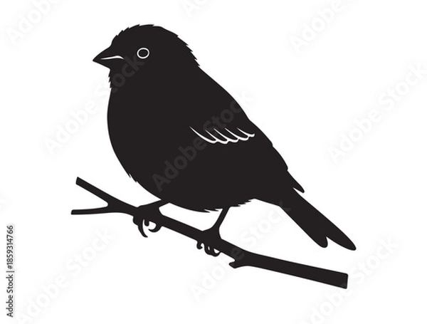 Fototapeta Finch in silhouette white background