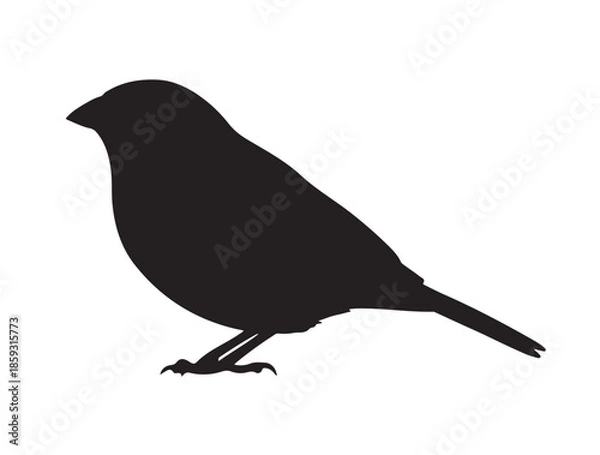 Fototapeta Waxbill in silhouette white background.