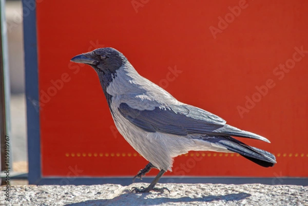 Obraz crow on a branch