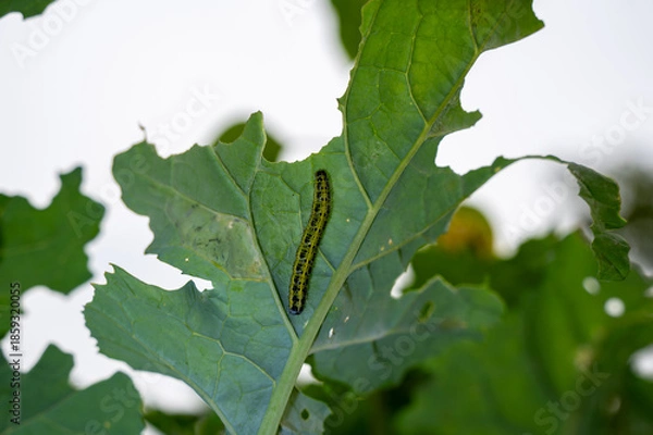 Obraz Butterfly caterpillar on a leaf