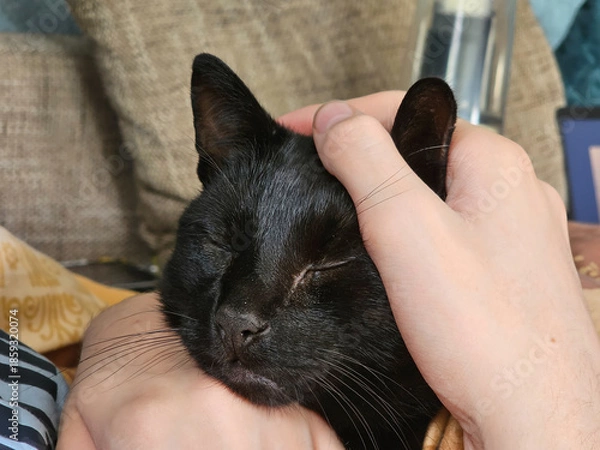 Obraz Cat lies between people's hands