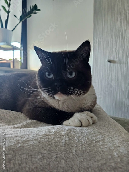 Obraz A cat lies on a blanket