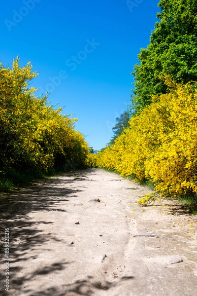 Obraz Field path through many yellow broom bushes