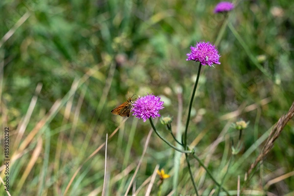 Obraz Orange butterfly on a flower