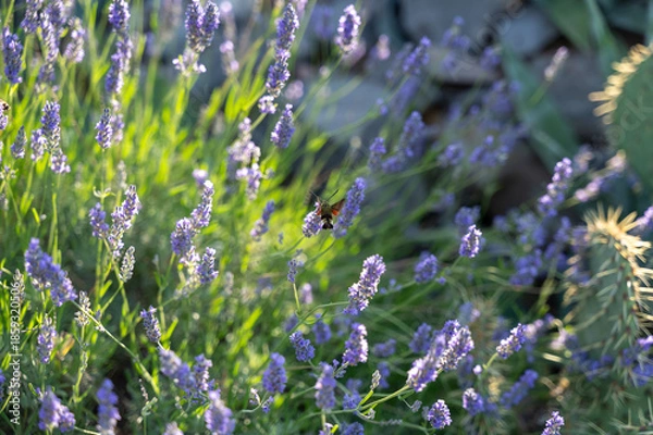 Obraz Hawk-moth butterfly on lavender blossom