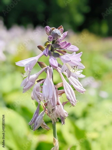 Obraz splendid blossoming hosta in landscape