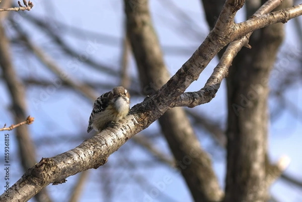 Obraz 枝の上でこちらを見ているコゲラ