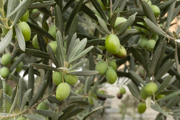 Obraz Close Up Of Green Olives And Leaves On An Olive Tree Branch
