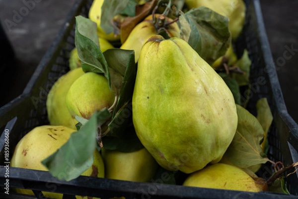 Obraz Fresh Yellow Quince Fruit With Green Leaves In Plastic Crate