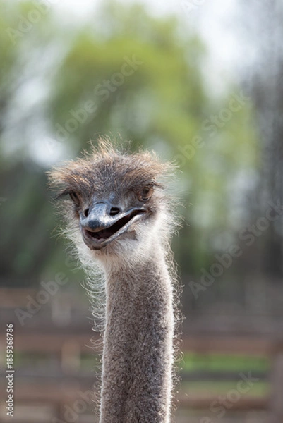 Obraz Ostrich Head Facing Camera Close Up