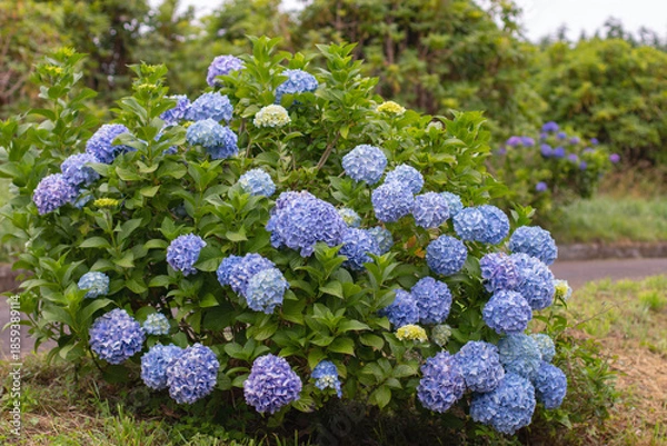 Obraz Bigleaf hydrangea bush with blue flowers in garden. Hydrangea macrophylla, hortensia.