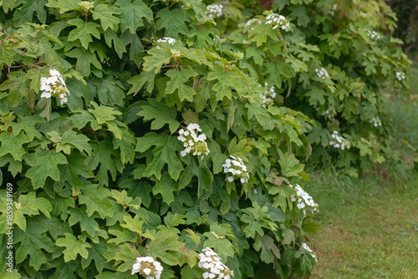 Obraz Blooming oakleaf hydrangea bushes in garden. Hydrangea quercifolia. Oakleaf Hydrangea