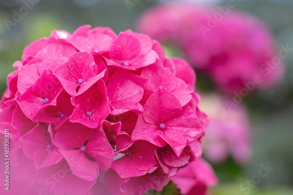 Obraz Bright pink hydrangea macrophylla bloom on soft blurred background