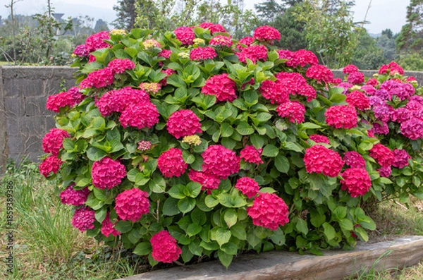 Obraz Abundantly blooming bigleaf hydrangea with bright red flowers in garden. Hydrangea macrophylla