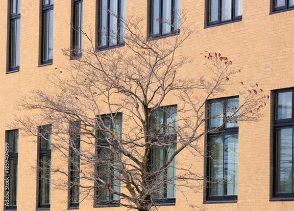 Obraz 冬の街路樹