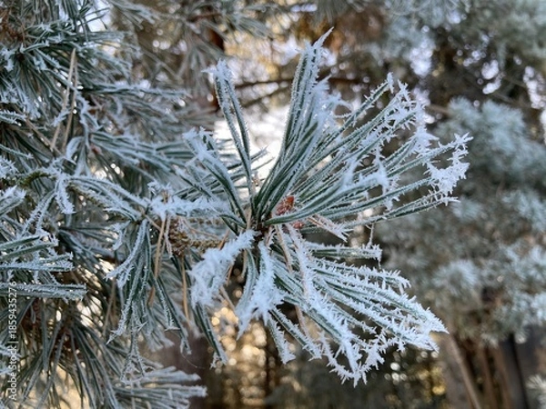 Obraz frost on branches