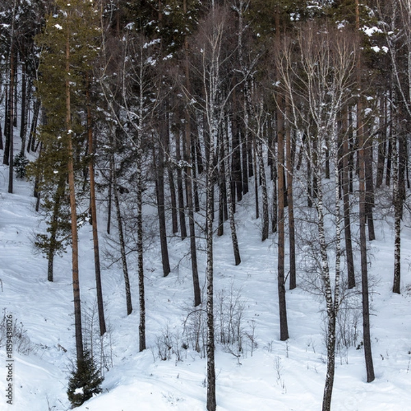 Obraz snow covered trees in the forest