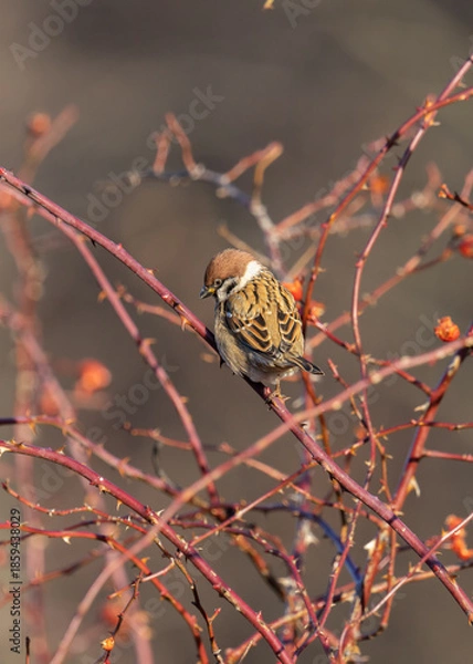Obraz Portret mazurka (Passer montanus) – niewielkiego ptaka z rodziny wróbli. Zdjęcie przedstawia dzikiego ptaka w naturalnym środowisku, z widocznymi detalami upierzenia. 