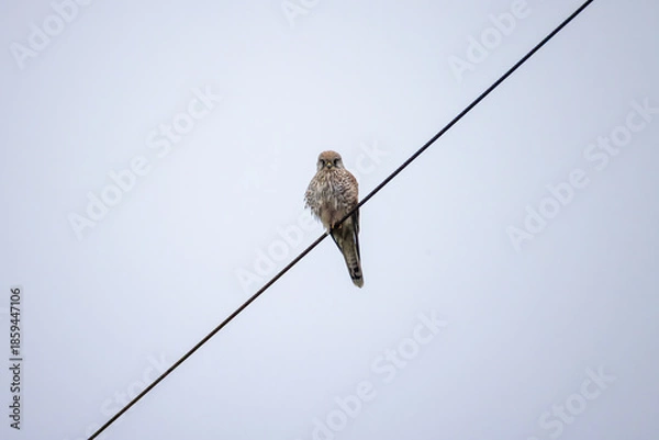 Obraz a kestrel sits on a wire