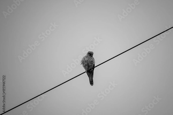 Obraz a kestrel sits on a wire