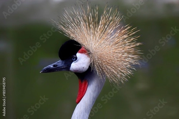 Fototapeta ホオジロカンムリヅル　ネオパークオキナワ