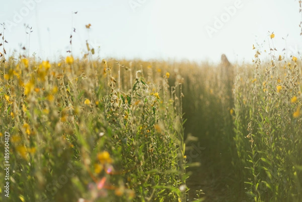 Fototapeta Beautiful Yellow flower of Sunn hemp