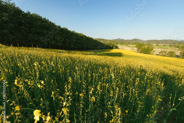 Fototapeta Beautiful Yellow flower of Sunn hemp