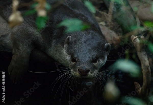 Obraz Smooth-coated otter