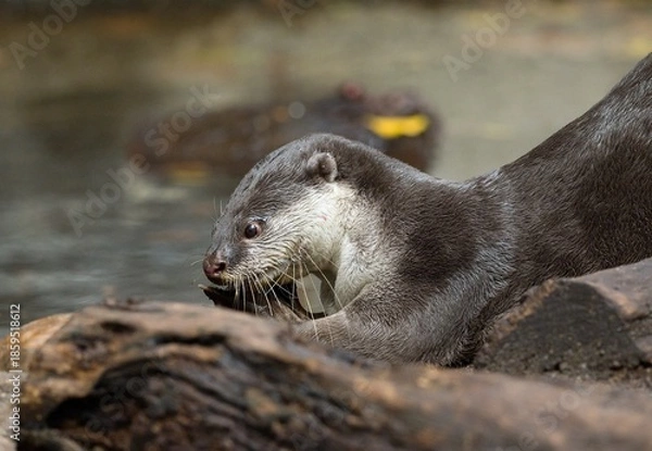Obraz Smooth-coated otter